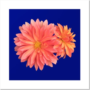 dahlias Posters and Art